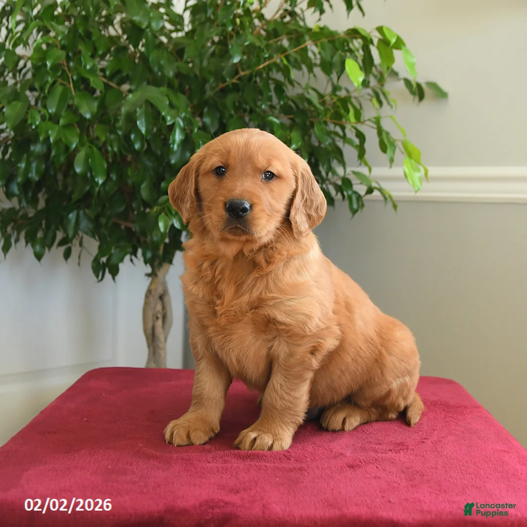 Golden Retriever dogs for sale: Snickers - Ad 1