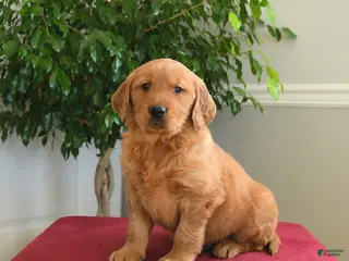 Golden Retriever dogs Snickers - Ad 41