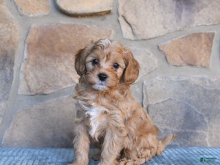 Cavapoo dogs - Ad 10