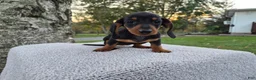 Miniature Dachshund dogs for sale: Remy  - Ad 31