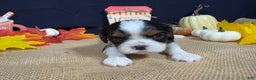 Cavalier King Charles Spaniel dogs for sale: Cavalier King Charles Spaniel Puppy 2 - Ad 4