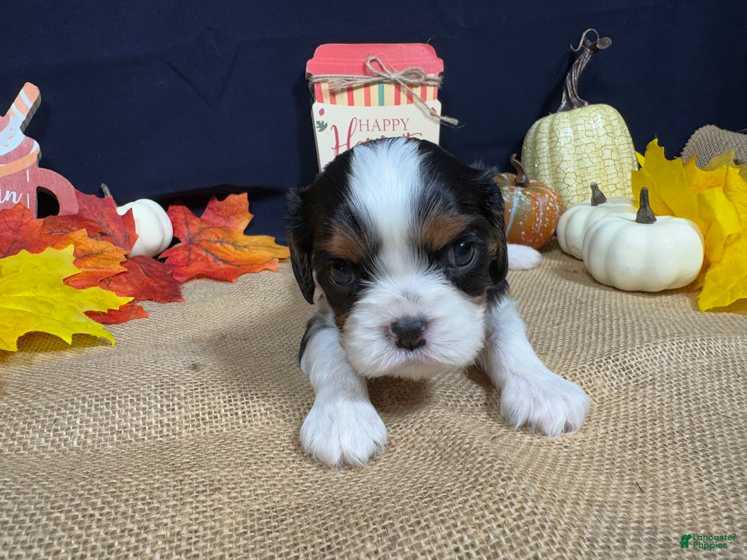 Cavalier King Charles Spaniel dogs for sale: Cavalier King Charles Spaniel Puppy 2 - Ad 4