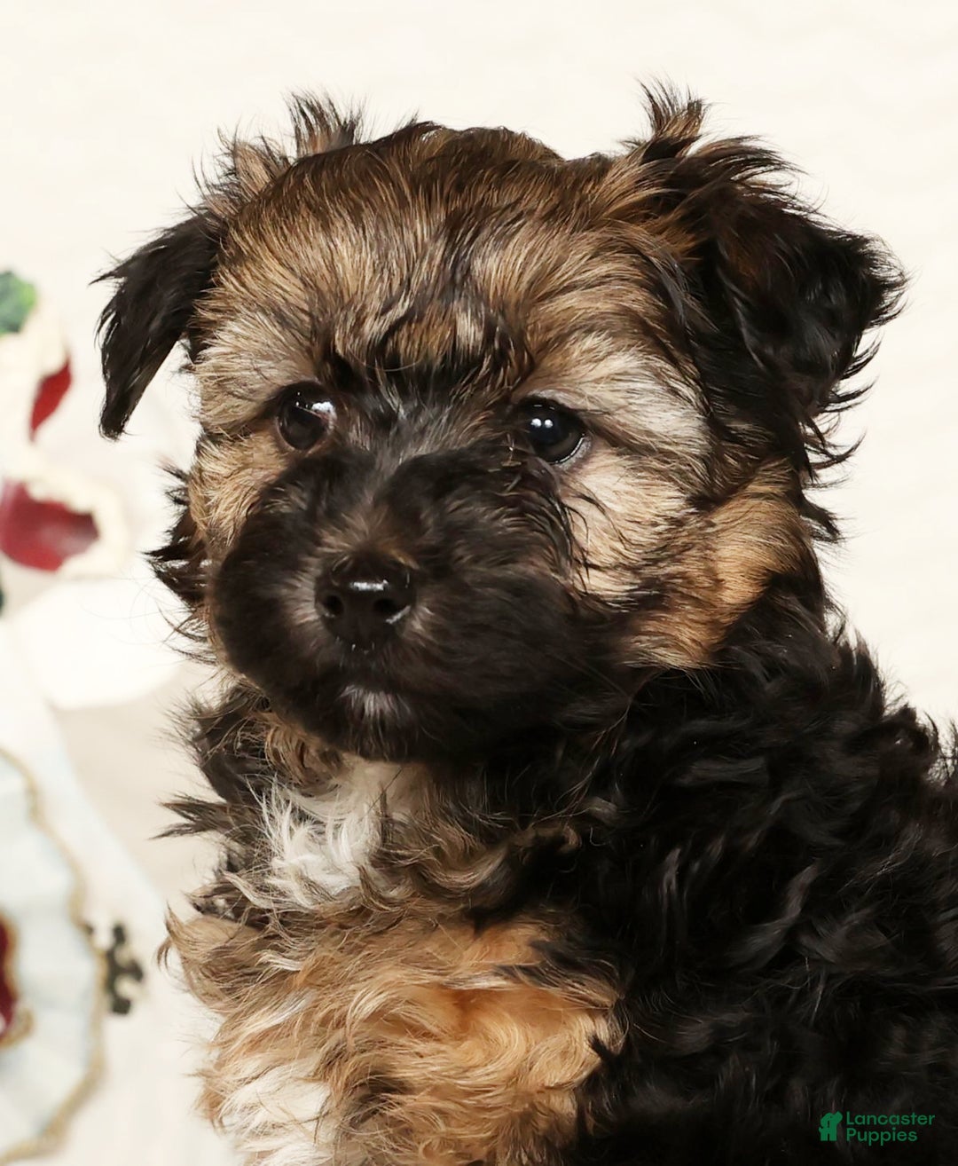 Yorkiepoo dogs for sale: Bailey  3lbs - Ad 9