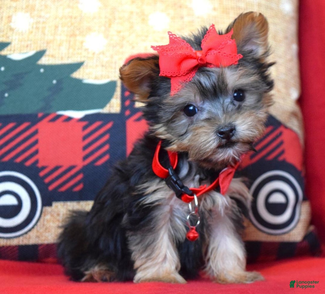 Yorkshire Terrier dogs for sale: Prancer - Ad 2