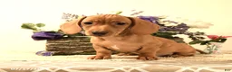 Miniature Dachshund dogs for sale: Casey - Ad 10