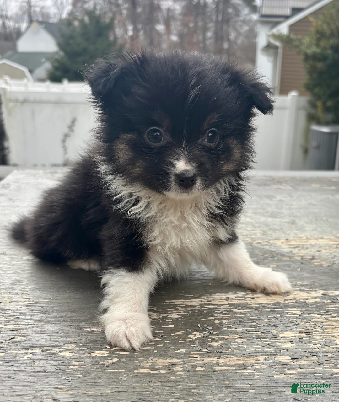 Mixed Breed dogs for sale: Cooper - Ad 1