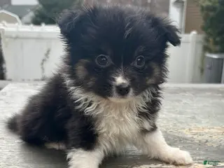 Mixed Breed dogs Cooper - Ad 17