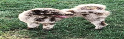 Mixed Breed dogs for sale: Brown Betty - Ad 11