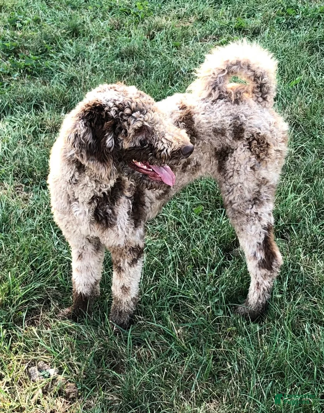 Mixed Breed dogs for sale: Brown Betty - Ad 11