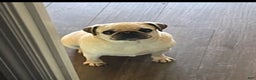 Pug dogs for sale: Pebbles  - Ad 2