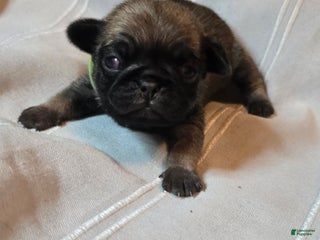 Pug dogs Francine - Ad 20
