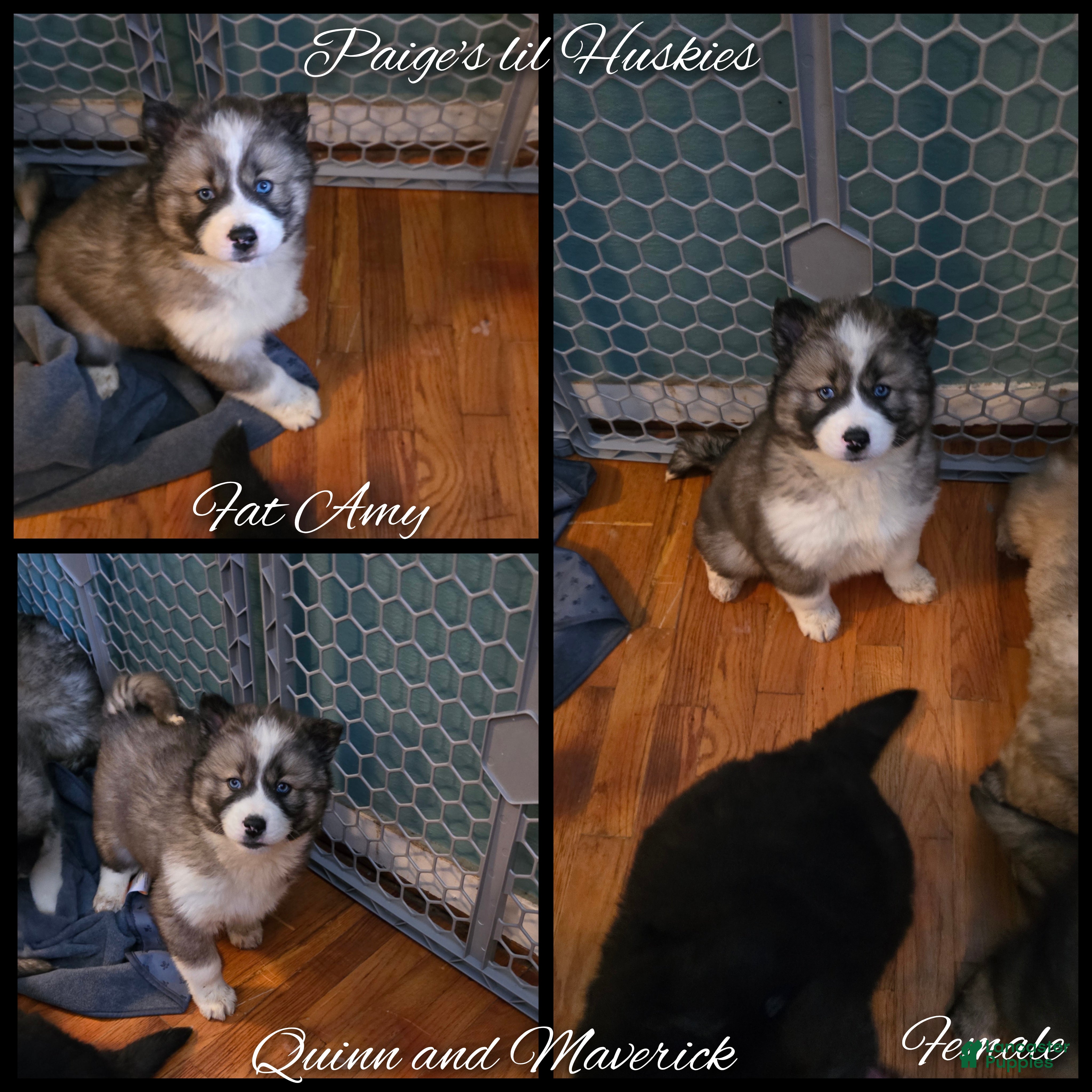 Siberian Husky dogs Amy - Ad 12