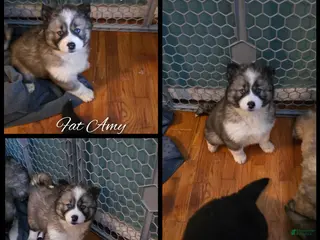 Siberian Husky dogs Amy - Ad 12