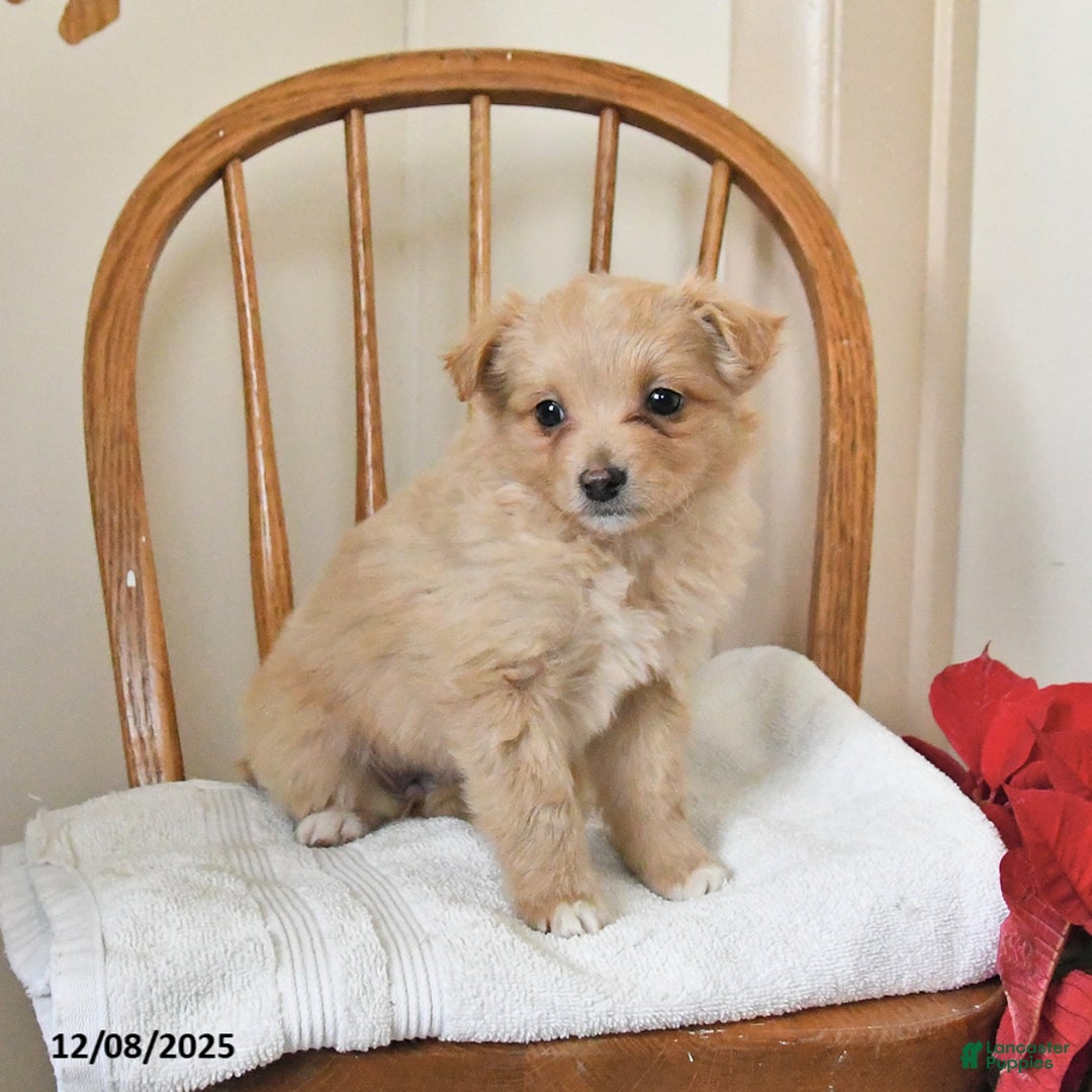 Pomapoo dogs for sale: Scarlet - Ad 2