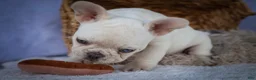 French Bulldog dogs for sale: Tulip🩷  - Ad 17