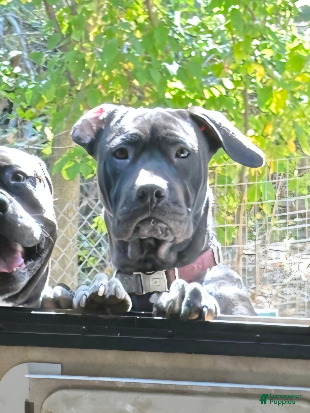 Mixed Breed dogs for sale: Wall•E - Ad 8