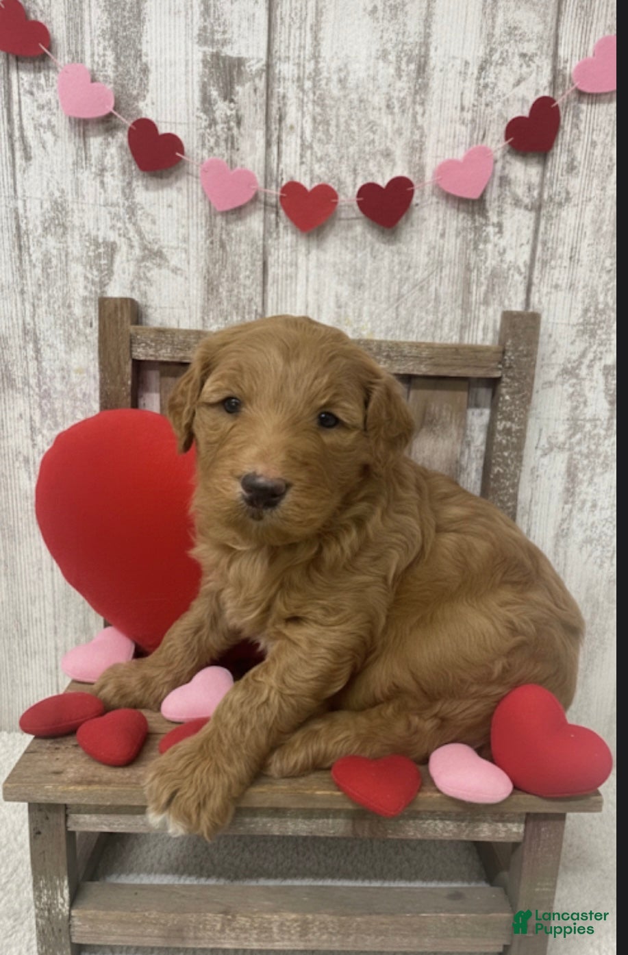 Goldendoodle dogs Goldendoodle Puppy 1 - Ad 39