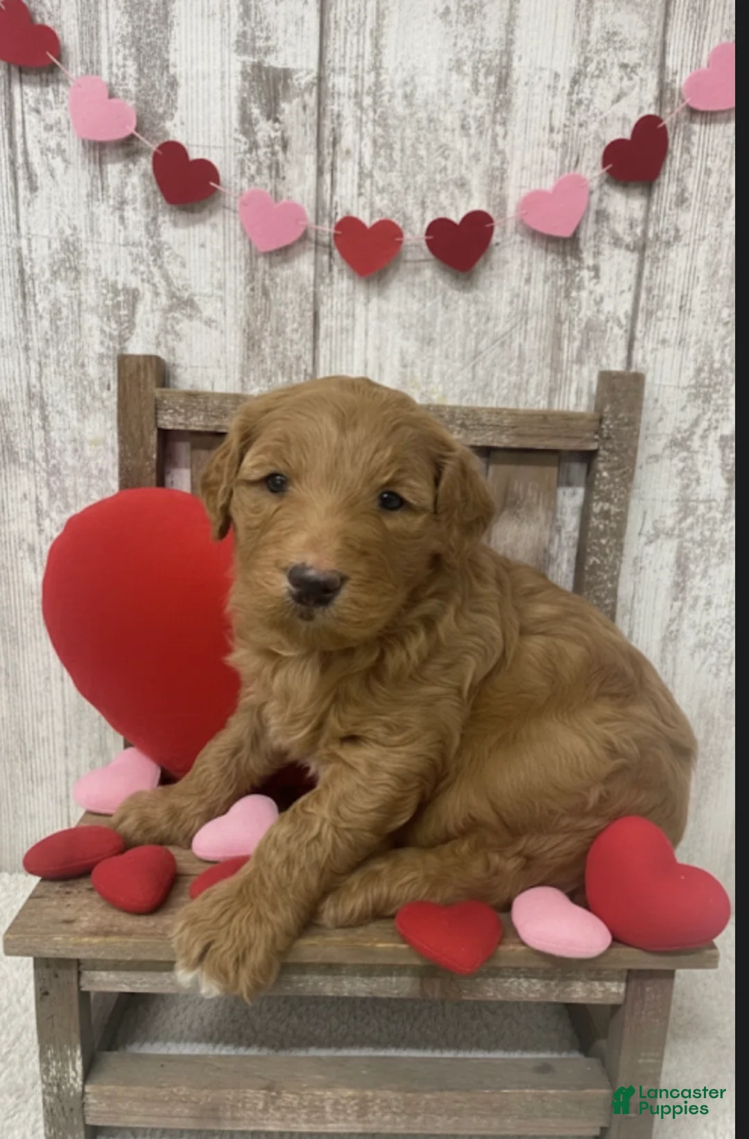 Goldendoodle dogs for sale: Goldendoodle Puppy 1 - Ad 1