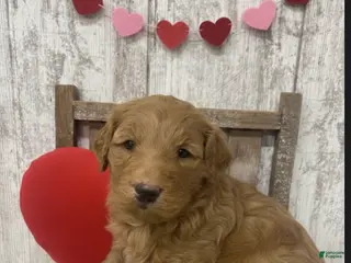 Goldendoodle dogs Goldendoodle Puppy 1 - Ad 39