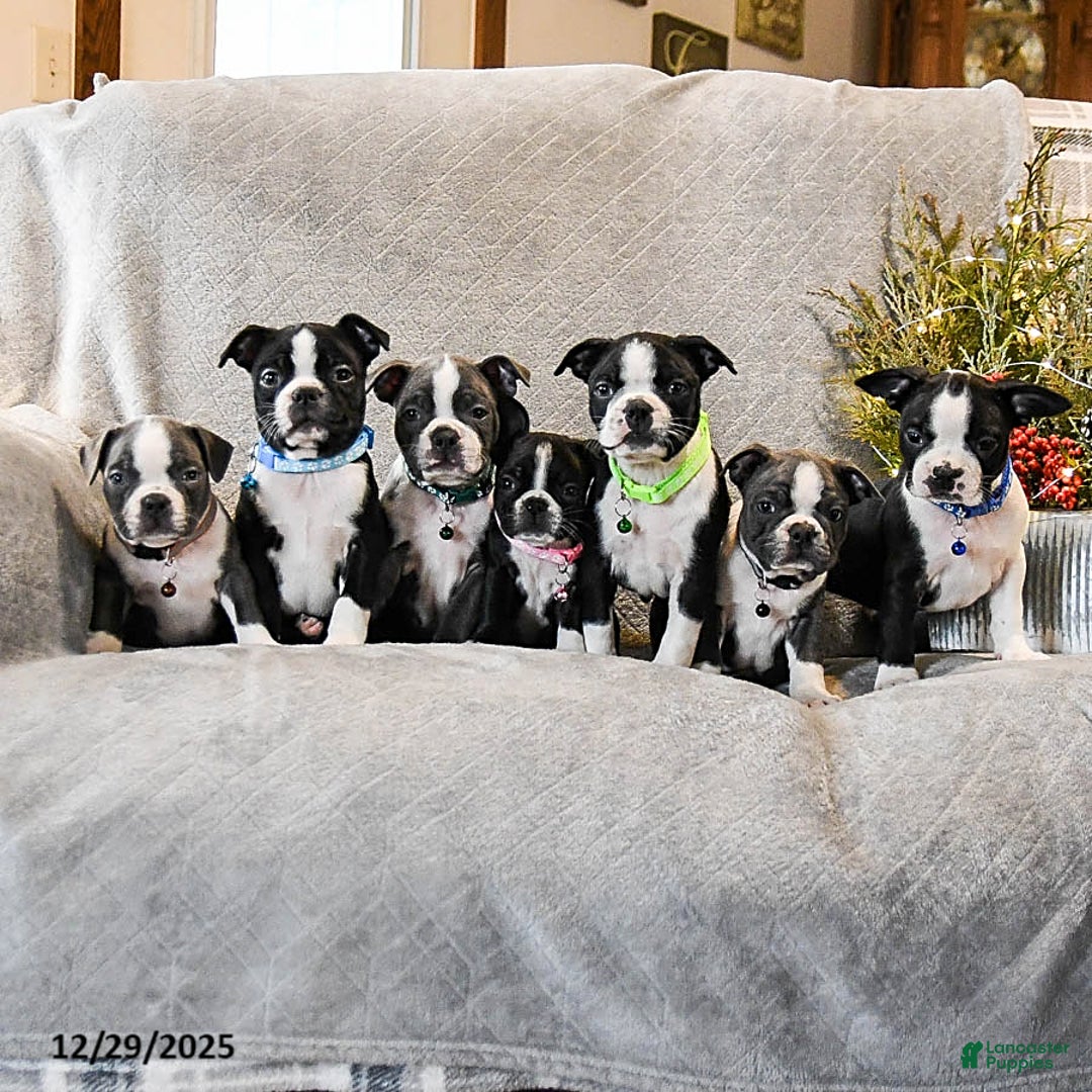 Boston Terrier dogs for sale: Candy - Ad 5