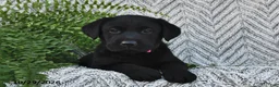 Labrador Retriever dogs for sale: Twinkles  - Ad 3