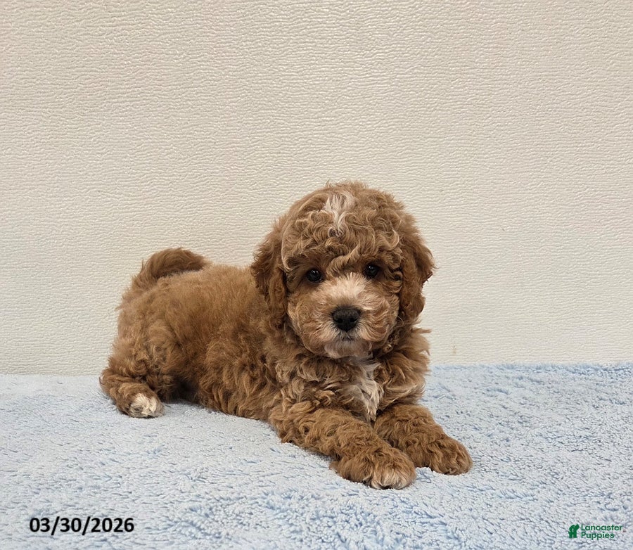 Mini Goldendoodle dogs Colby - Ad 2