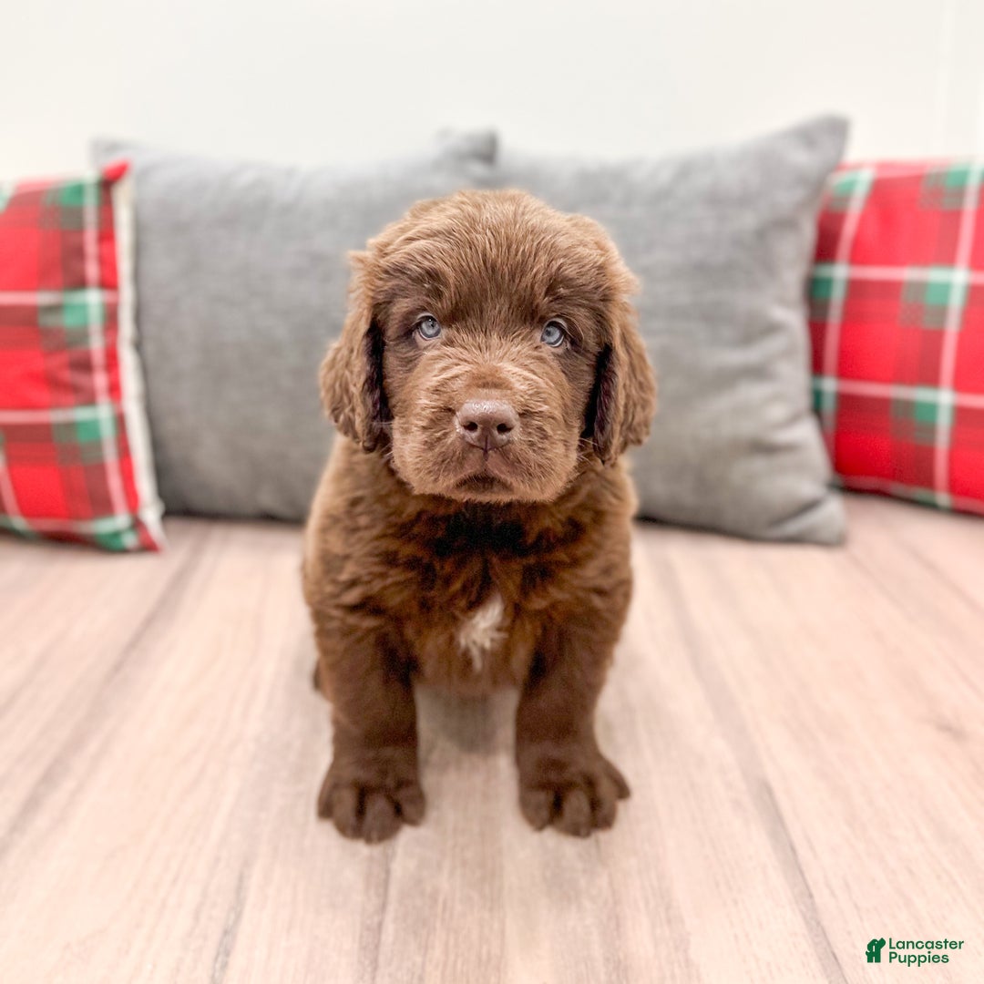 Newfoundland dogs for sale: Chance - Ad 1