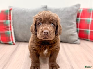 Newfoundland dogs Chance - Ad 33