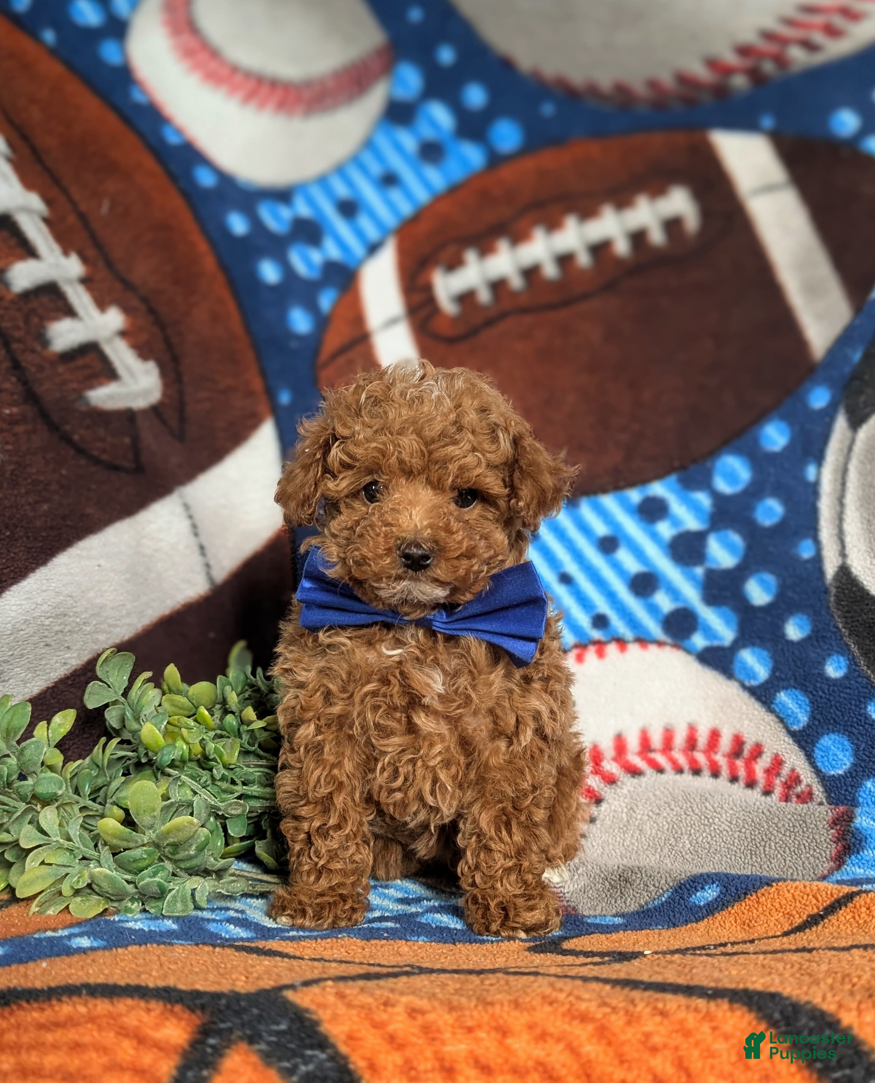 Toy Poodle dogs Crofton - Ad 33