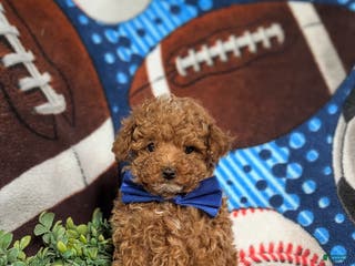 Toy Poodle dogs Crofton - Ad 22