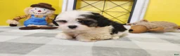 Teddy Bear dogs for sale: Claude - Ad 5