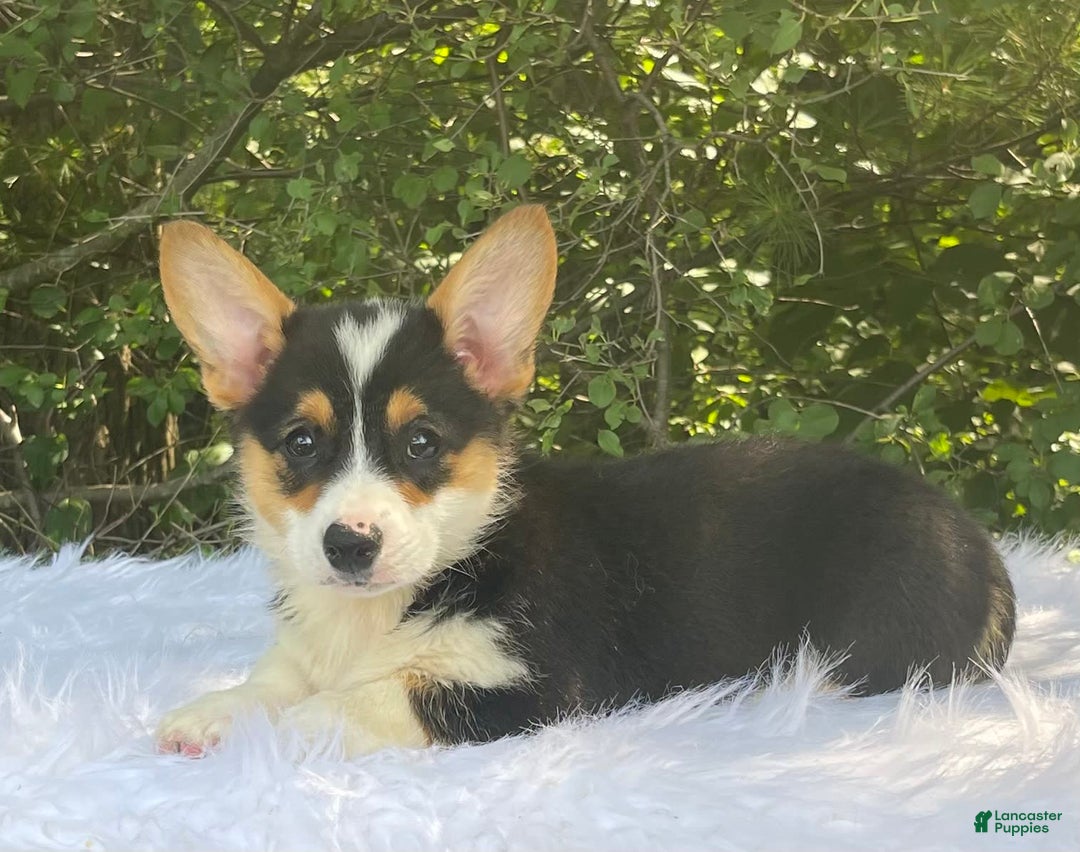 Gallery Image {{count}}