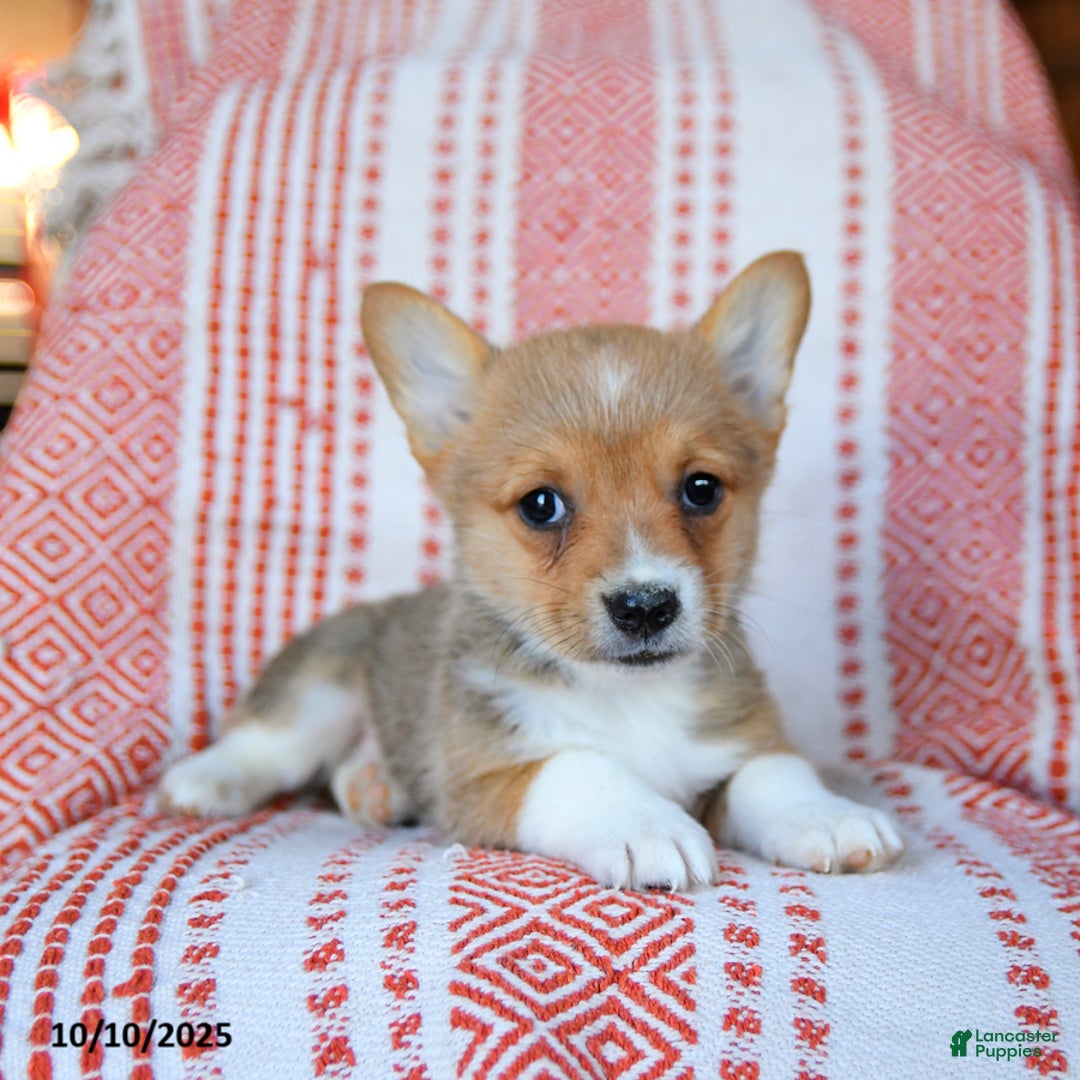 Welsh Corgi Pembroke dogs for sale: Slater - Ad 2