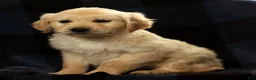 Golden Retriever dogs for sale: Spencer - Ad 3