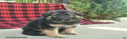 Mixed Breed dogs for sale: Reed  - Ad 5