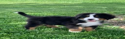 Bernese Mountain Dog dogs for sale: Forrest - Ad 5