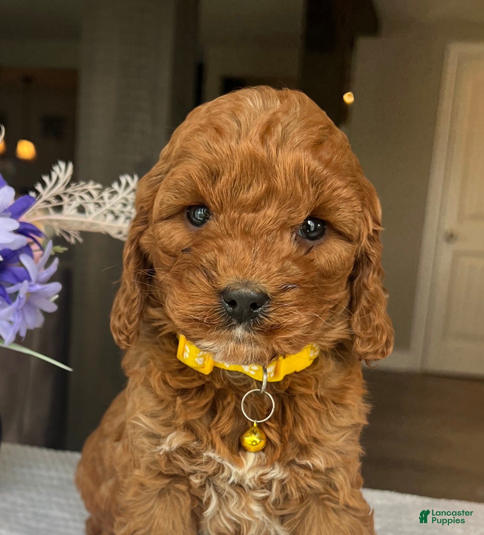 Mini Goldendoodle dogs Haisley  - Ad 2