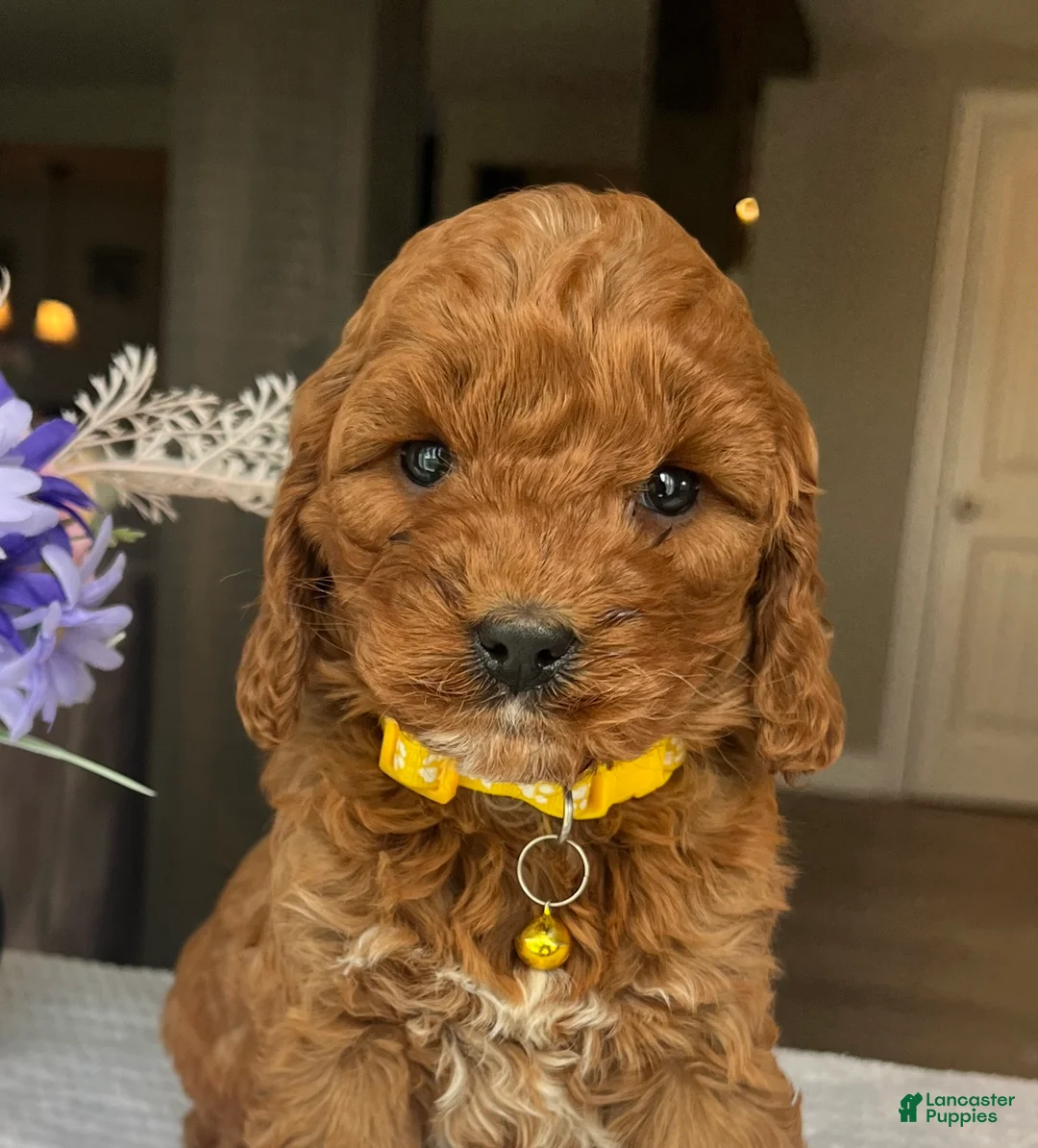 Mini Goldendoodle dogs for sale: Haisley  - Ad 2