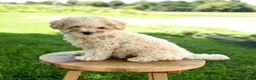 Maltipoo dogs for sale: Peanut  - Ad 2