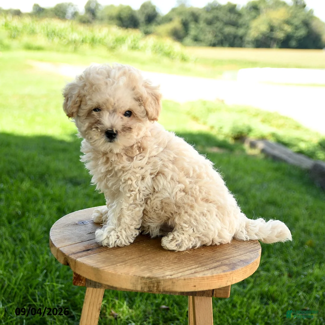 Maltipoo dogs for sale: Peanut  - Ad 2