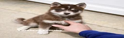 Pomsky dogs for sale: Coco Chocolate Pomsky - Ad 5