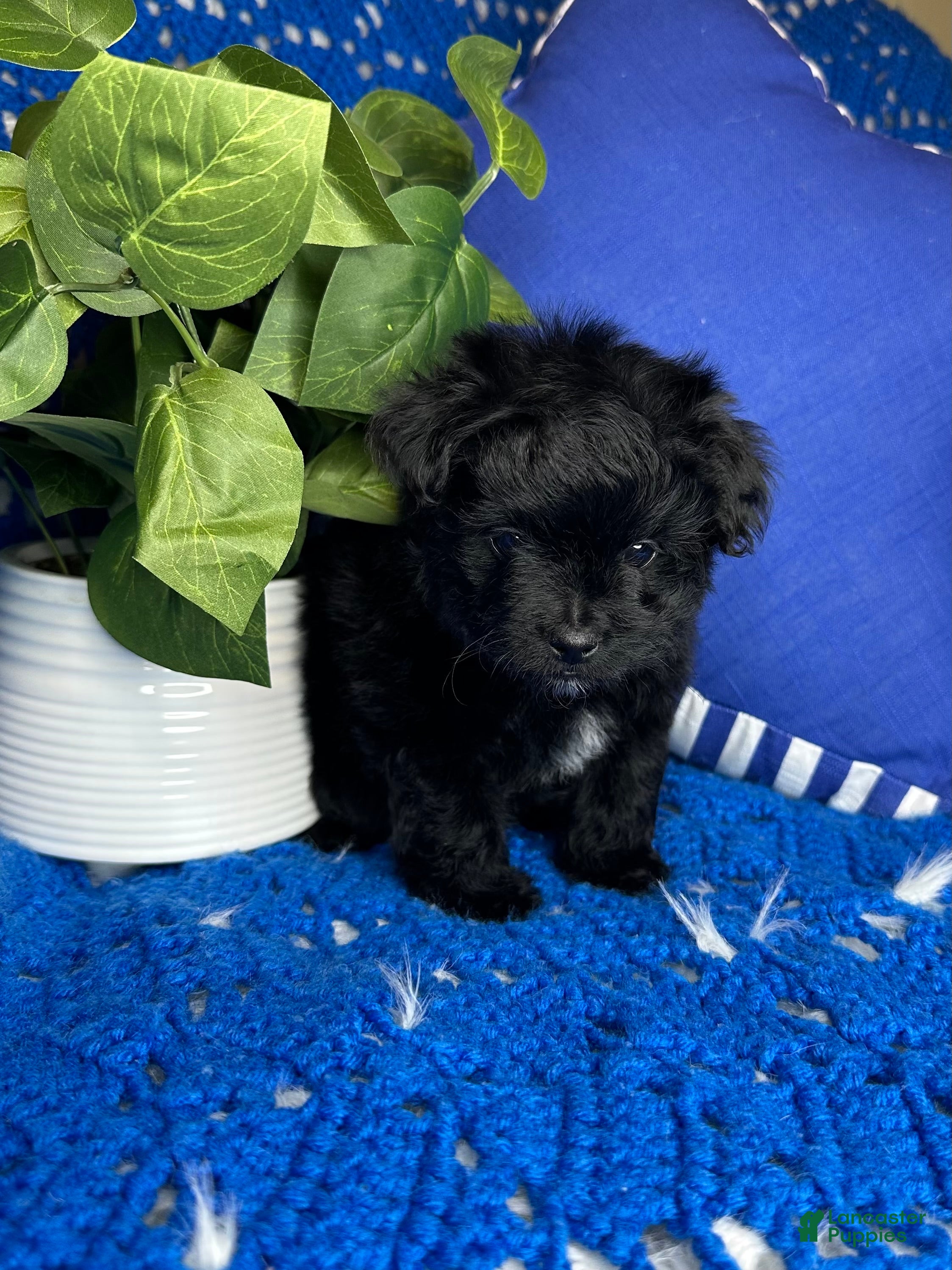 Morkie dogs for sale: Star - Ad 3