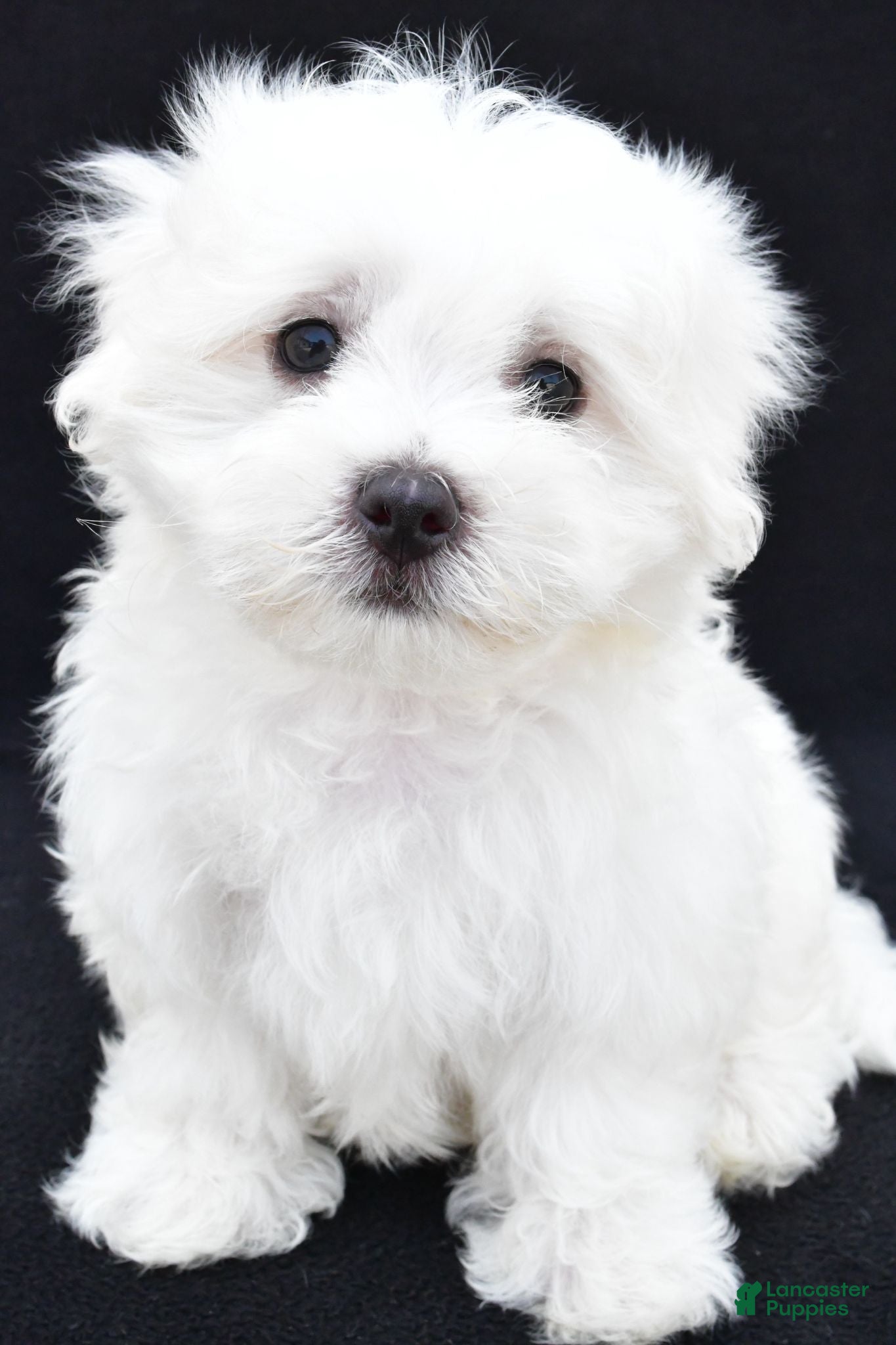 Maltese dogs Theo - Ad 2