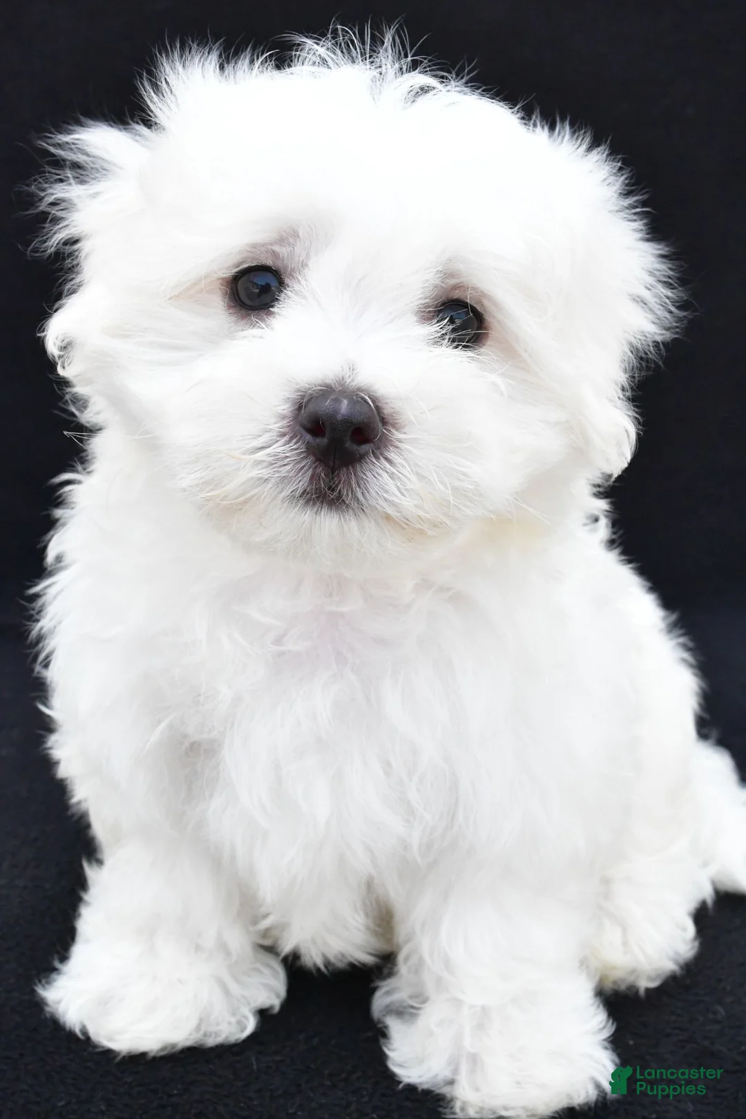 Maltese dogs for sale: Theo - Ad 2