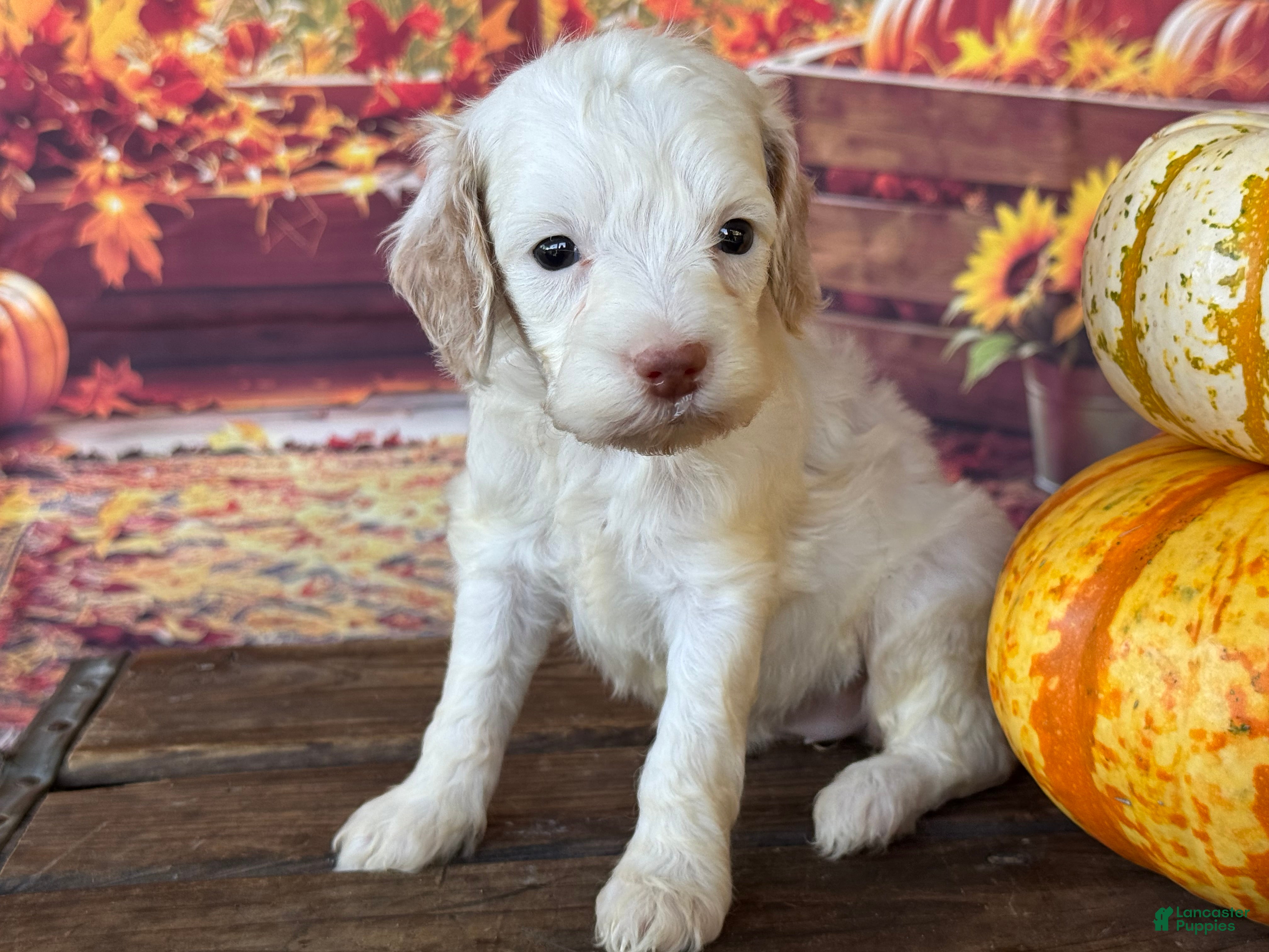 Cockapoo dogs Rosie - Ad 1