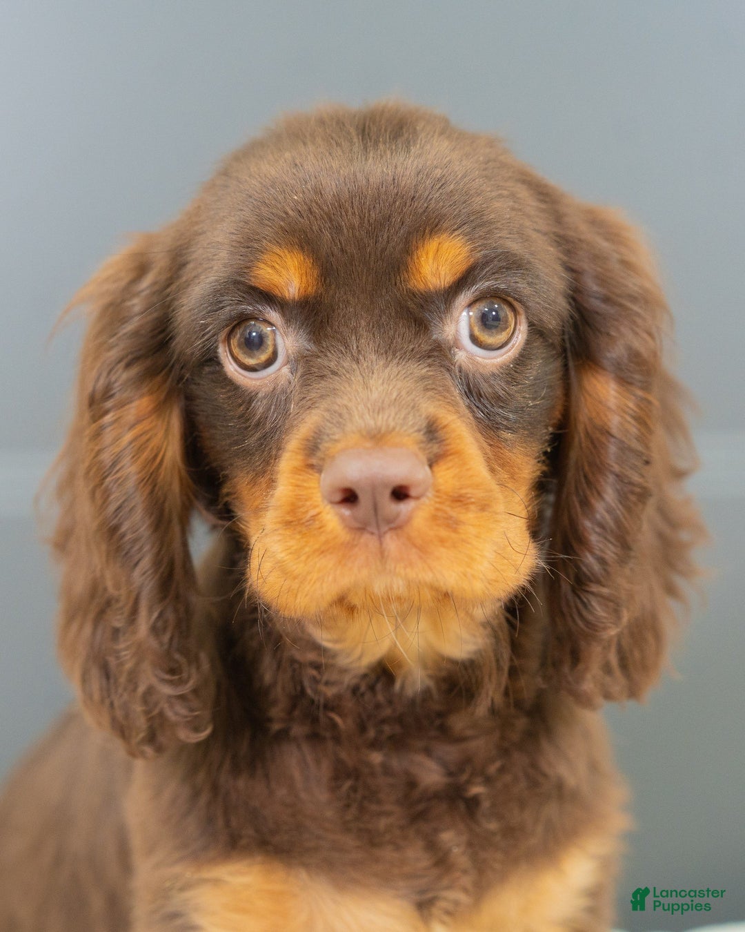 Labradoodle dogs for sale: Daisy  - Ad 5