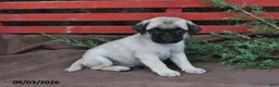 Pug dogs for sale: Tango - Ad 1