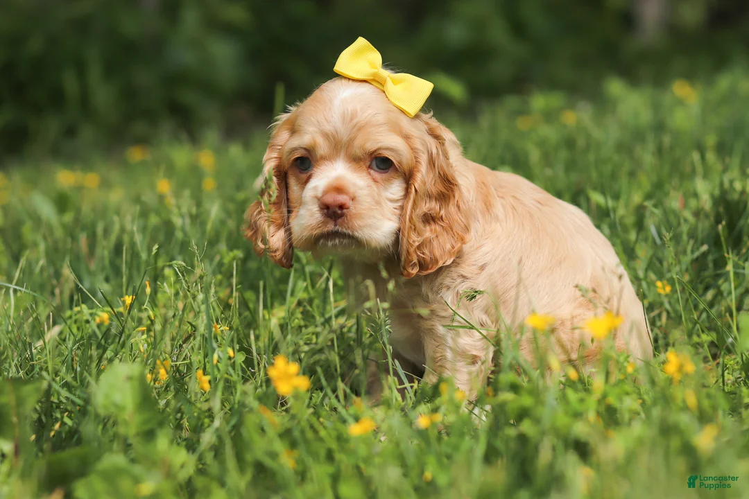 Cocker Spaniel dogs for sale: Lace - Ad 2