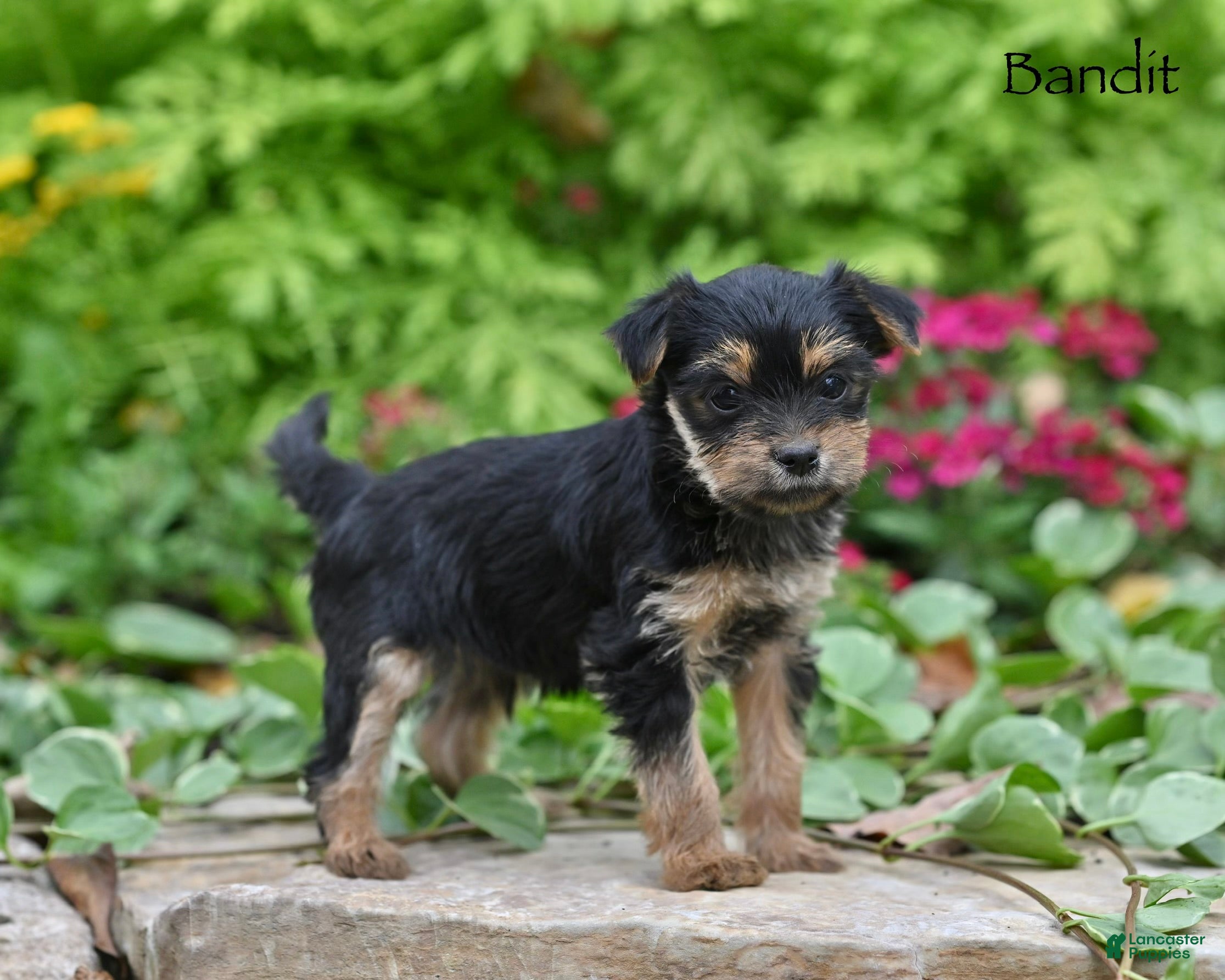 Morkie dogs Bandit - Ad 2