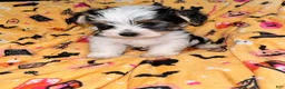 Yorkshire Terrier dogs for sale: Toby  - Ad 2